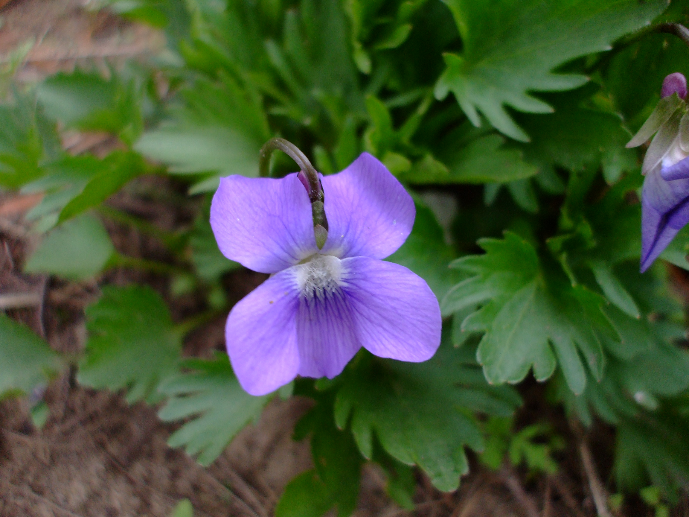 Viola palmata